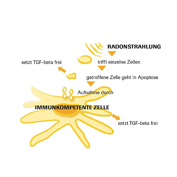 Immunkompetente Zelle Grafik Gasteiner Heilstollen.