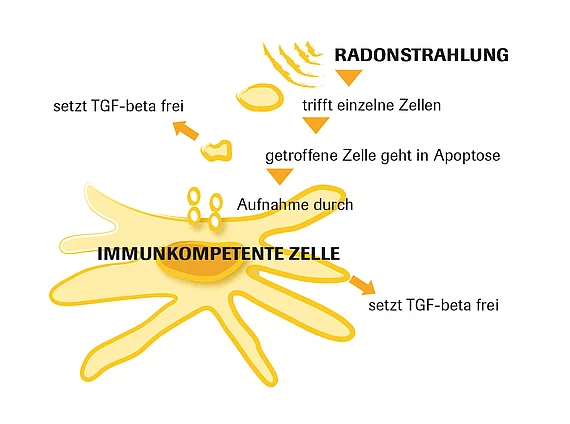 Immunkompetente Zelle Grafik Gasteiner Heilstollen.