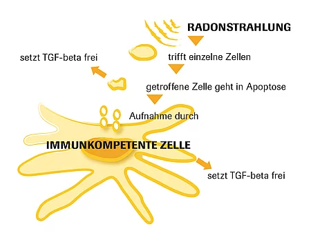 Immunkompetente Zelle Grafik Gasteiner Heilstollen.