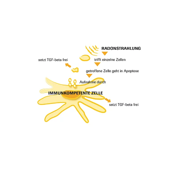 Immunkompetente Zelle Grafik Gasteiner Heilstollen.