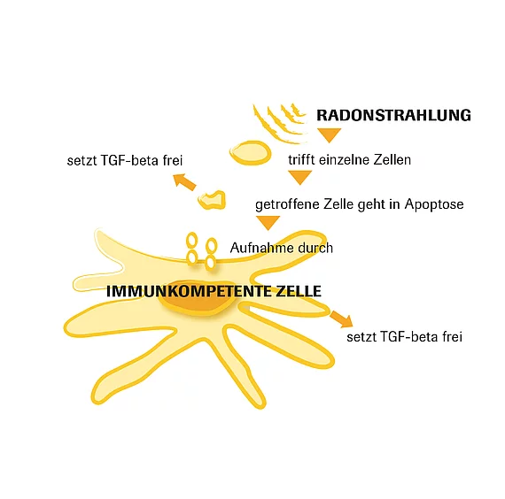 Immunkompetente Zelle Grafik Gasteiner Heilstollen.