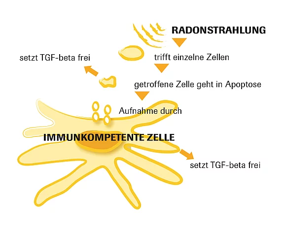 Immunkompetente Zelle Grafik Gasteiner Heilstollen.