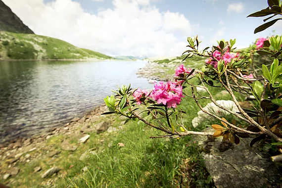 Palfnersee (c) Gasteinertal Tourismus GmbH, Marktl Photography ( Der Palfnersee am Graukogel in Bad Gastein mit blühendem Almrausch