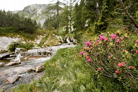 Sommer in Gastein (C) Gasteinertal Tourismus GmbH, Marktl-49 Bach mit blühendem Almrausch in den Gasteiner Bergen