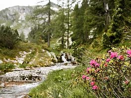 Bach mit blühendem Almrausch in den Gasteiner Bergen
