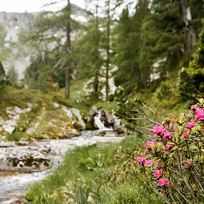 Sommer in Gastein (C) Gasteinertal Tourismus GmbH, Marktl-49 Bach mit blühendem Almrausch in den Gasteiner Bergen