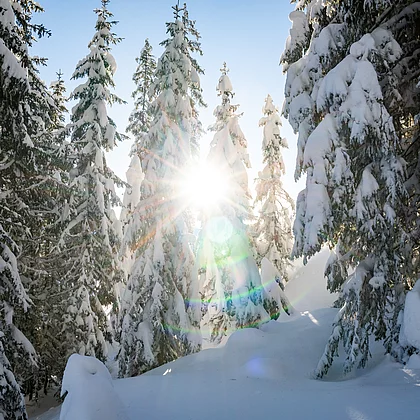 verschneiter Wald (c) Gasteinertal Tourismus GmbH, Christoph Obe Schneebedeckte Bäume im Gasteinertal mit durchblitzender Sonne