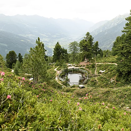 Blick vom Graukogel in Bad Gastein mit einem Teich und Zirbenbäumen auf das Gasteinertal